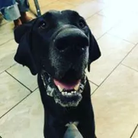 Simply Diego's is a family-owned and locally operated business proudly serving New Mexico. We are your one-stop pet store, dedicated to providing a personalized and welcoming experience to every customer who walks through our doors.