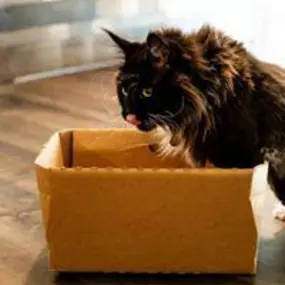 Need pet products delivered right to your doorstep? Simply Diego's offers reliable local store-to-door delivery, ensuring all your pet’s needs are met with convenience and care.