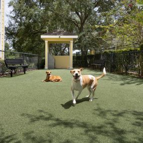 A dog park for your pets to run at Camden Montague apartments in Tampa, Florida.