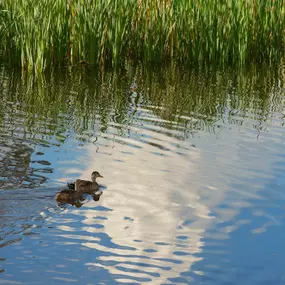 Adorable ducks on private lake