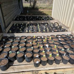 Pear Tree starter plants