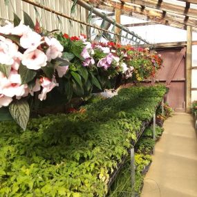 Hanging baskets