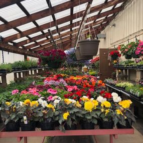 Annuals and perennials available