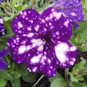 Petunias at Pear Tree Nursery