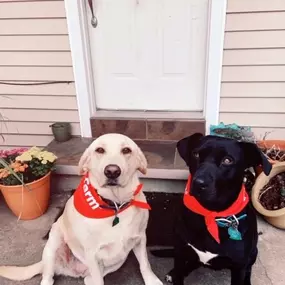 Office dogs