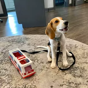 Remy stopped by on his way to puppy school to play with his favorite insurance agents (and the State Farm Truck!). We love his sweet puppy energy!