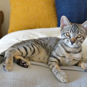 Cat sitting on a bed at a Camden apartment