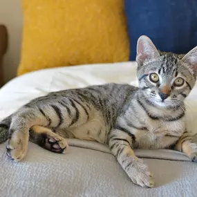 Cat sitting on a bed at a Camden apartment