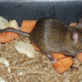 Raton-comiendo.jpg