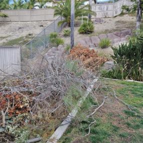 Before photo from a large yard debris cleanup.