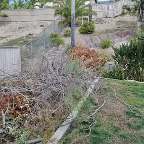 Before photo from a large yard debris cleanup.