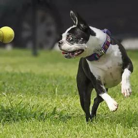 Pet friendly community dog playing with a ball