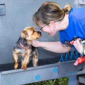No more using your bathtub to wash your dog. A trip to the pet grooming station will make both of you happy.