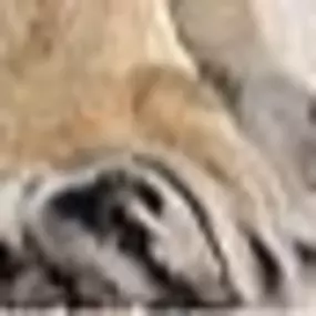 Bild von Adrienne's Flower Shop