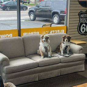 Need a place to wait while we work on your vehicle? Our lobby is pet-friendly for well-mannered guests!