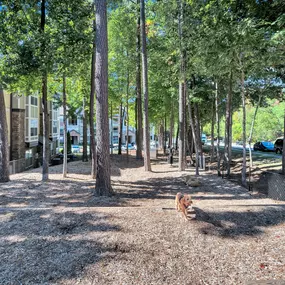 Gated and shaded dog park at Camden Asbury Village in Raleigh, NC.