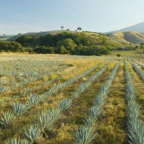 Agave Field