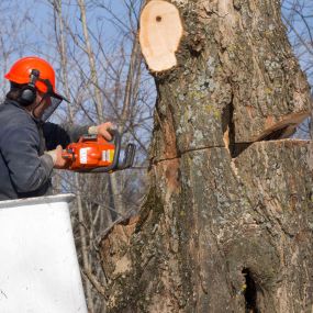 Bild von AC Tree Experts