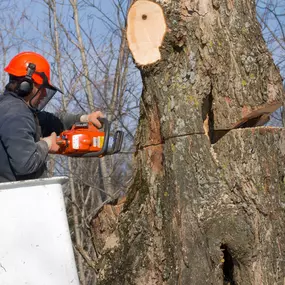 Bild von AC Tree Experts