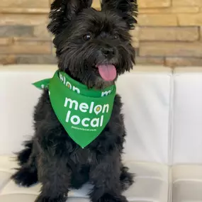 Fur-ever repping Melon Local Swag!