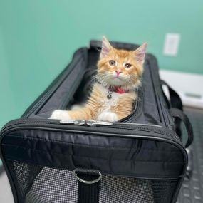 Kitten peaking out of her carrier ready for her veterinary appointment