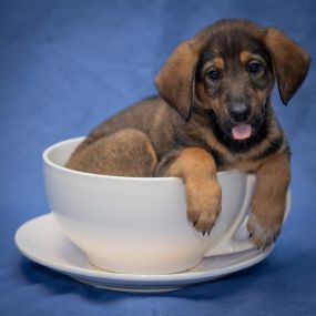 dog in tea cup