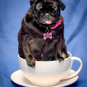 pug in tea cup