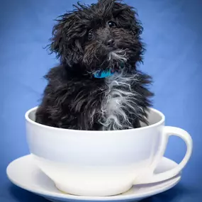 puppy in a tea cup