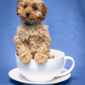 puppy in a tea cup