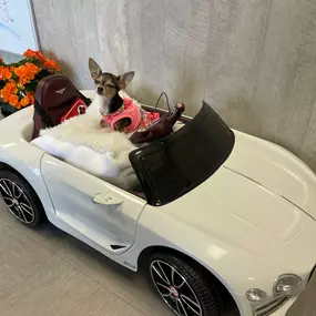 Dog in toy car