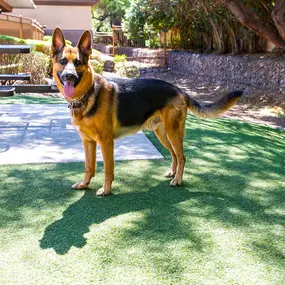 Private offleash dog park with seating area