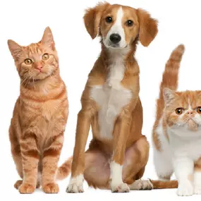 Are you looking for quality foods, treats, and chews for your pets? High Paw Pet Supplies in Fairplay, Colorado knows how to keep kitties purring and tails wagging.