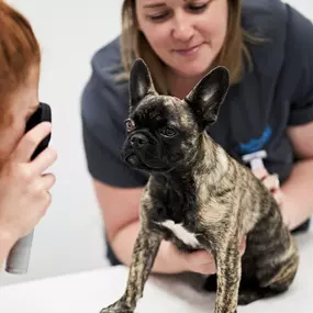 Pet Practice Christchurch Interior