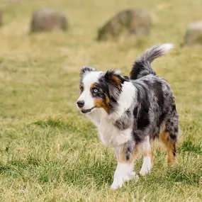 Pelgrims pension pour animaux