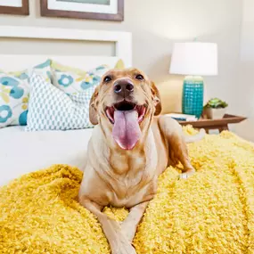 Pet friendly bedroom golden retriever inside apartment