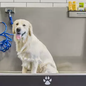 Paw spa with pet wash station