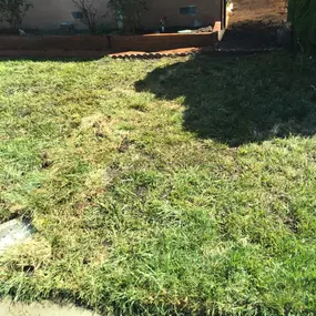 grass back in place