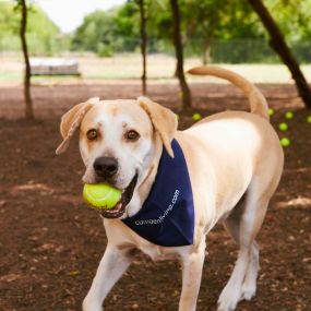 Dog Park