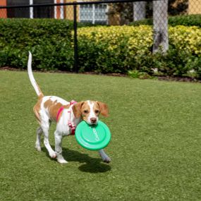 Dog park and happy dogs