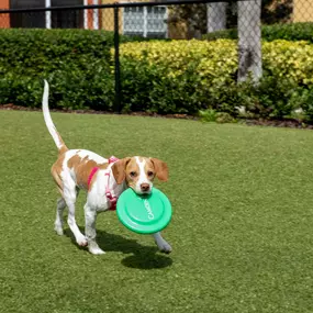 Dog park and happy dogs