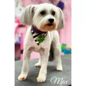 Bild von Woof Gang Bakery and Grooming Pompano Beach