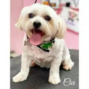 Bild von Woof Gang Bakery and Grooming Pompano Beach