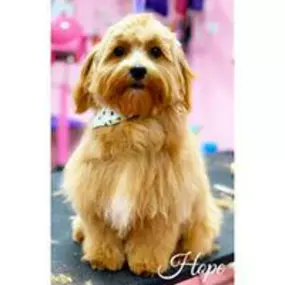 Bild von Woof Gang Bakery and Grooming Pompano Beach