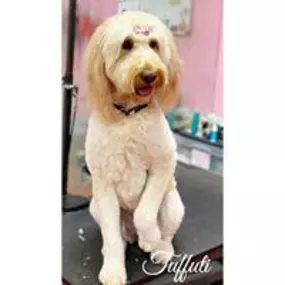 Bild von Woof Gang Bakery and Grooming Pompano Beach