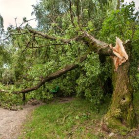 Emergency tree service Gainesville GA