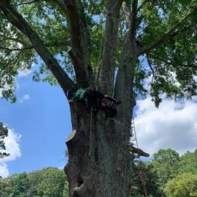 tree removal free estimate near me