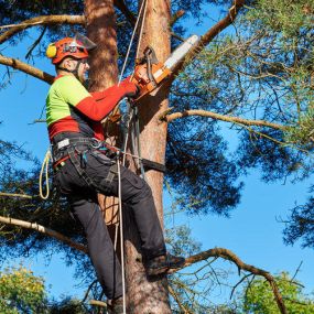 commercial tree care gainesville ga