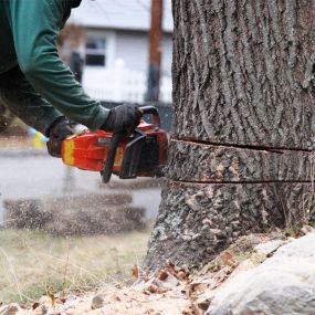 Gainesville GA tree removal