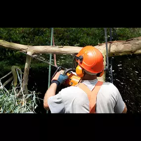 Bailey Tree Care Trimming