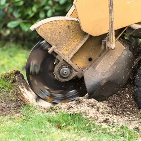 Expert tree service Gainesville GA